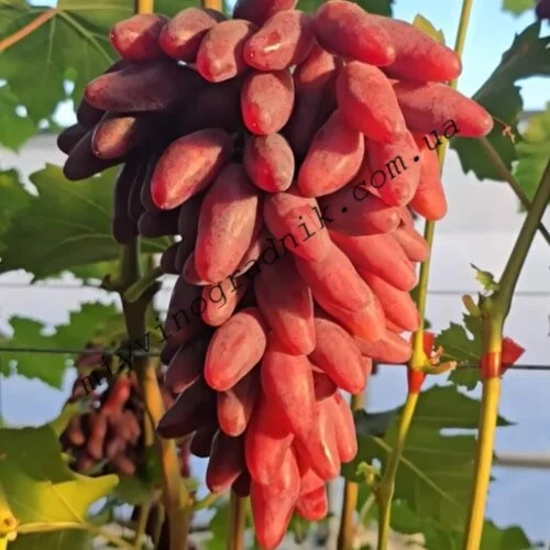 Виноград ДЖОКЕР / joker